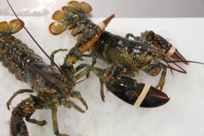 Fresh Prince Edward Island Live Lobster